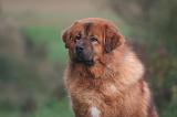 DOGUE DU TIBET 575